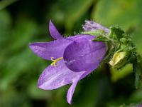 Nesselblättrige Glockenblume